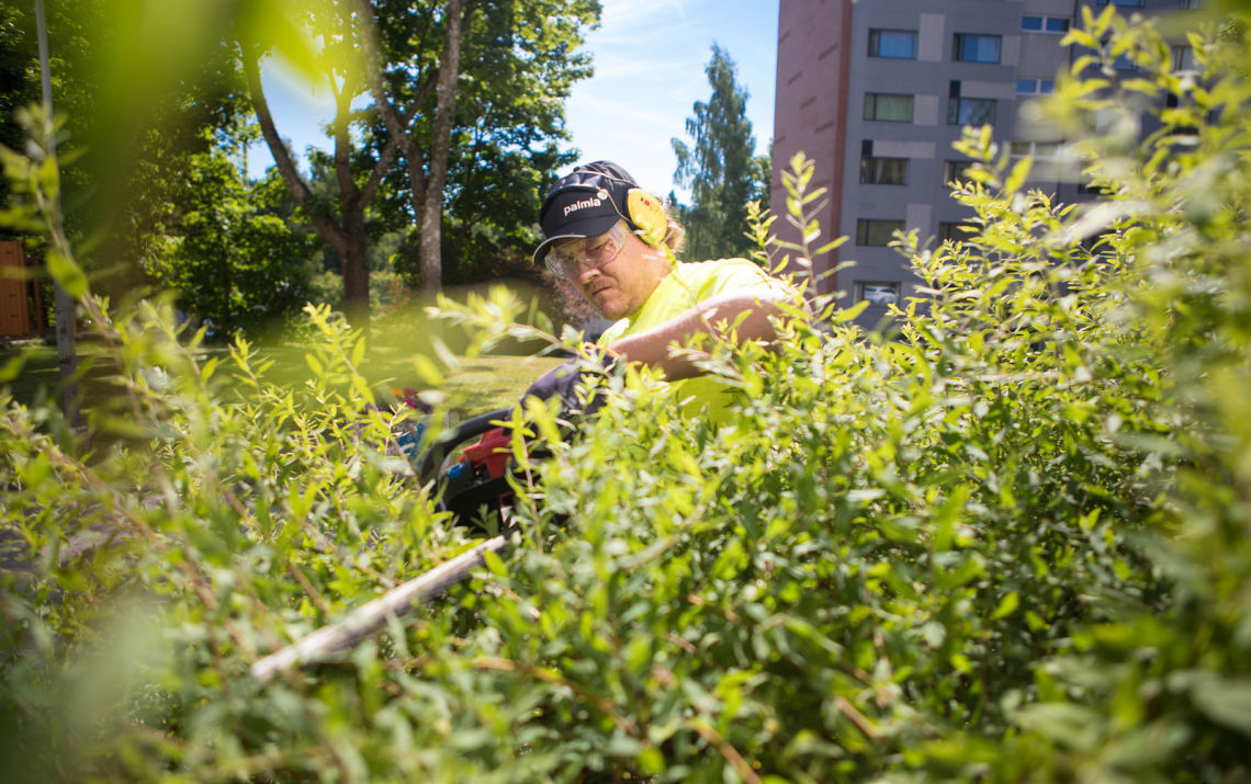 Viherpalvelutyöntekijä tasoittaa pensaan korkeutta trimmerillä.